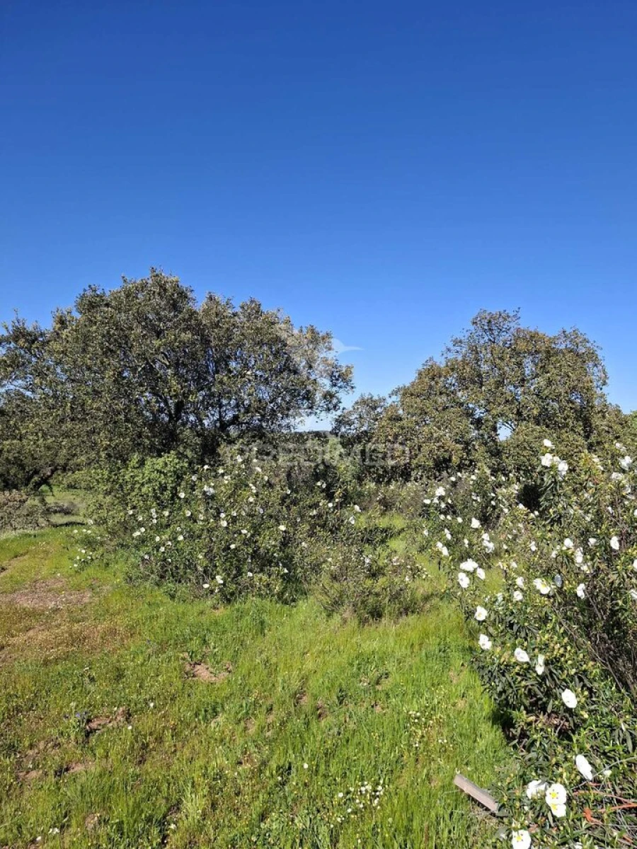 Terreno para Venda em Nossa Senhora da Conceição, São Brás dos Matos, Juromenha Foto 20