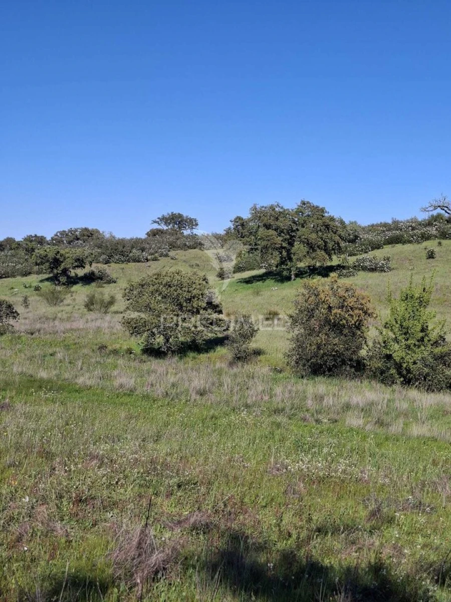 Terreno para Venda em Nossa Senhora da Conceição, São Brás dos Matos, Juromenha Foto 9