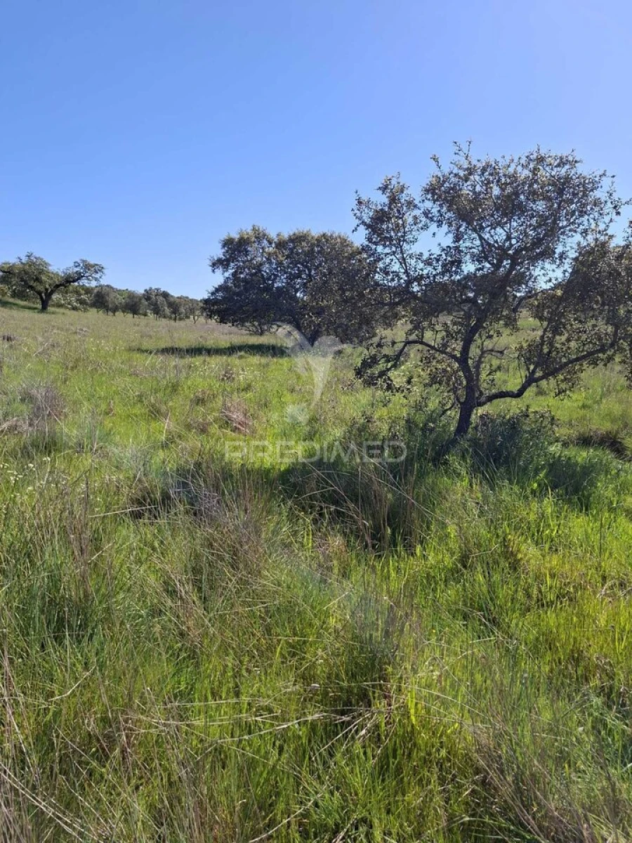 Terreno para Venda em Nossa Senhora da Conceição, São Brás dos Matos, Juromenha Foto 2