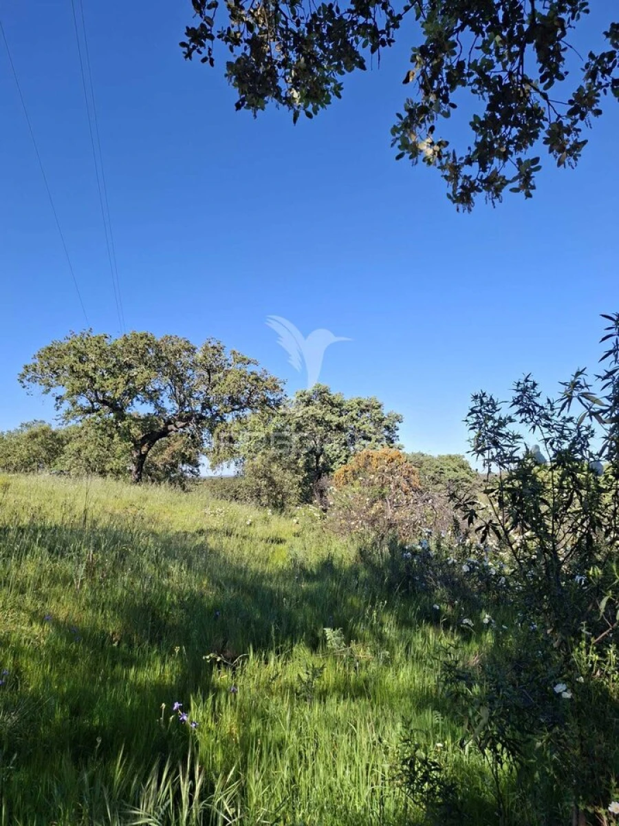 Terreno para Venda em Nossa Senhora da Conceição, São Brás dos Matos, Juromenha Foto 8
