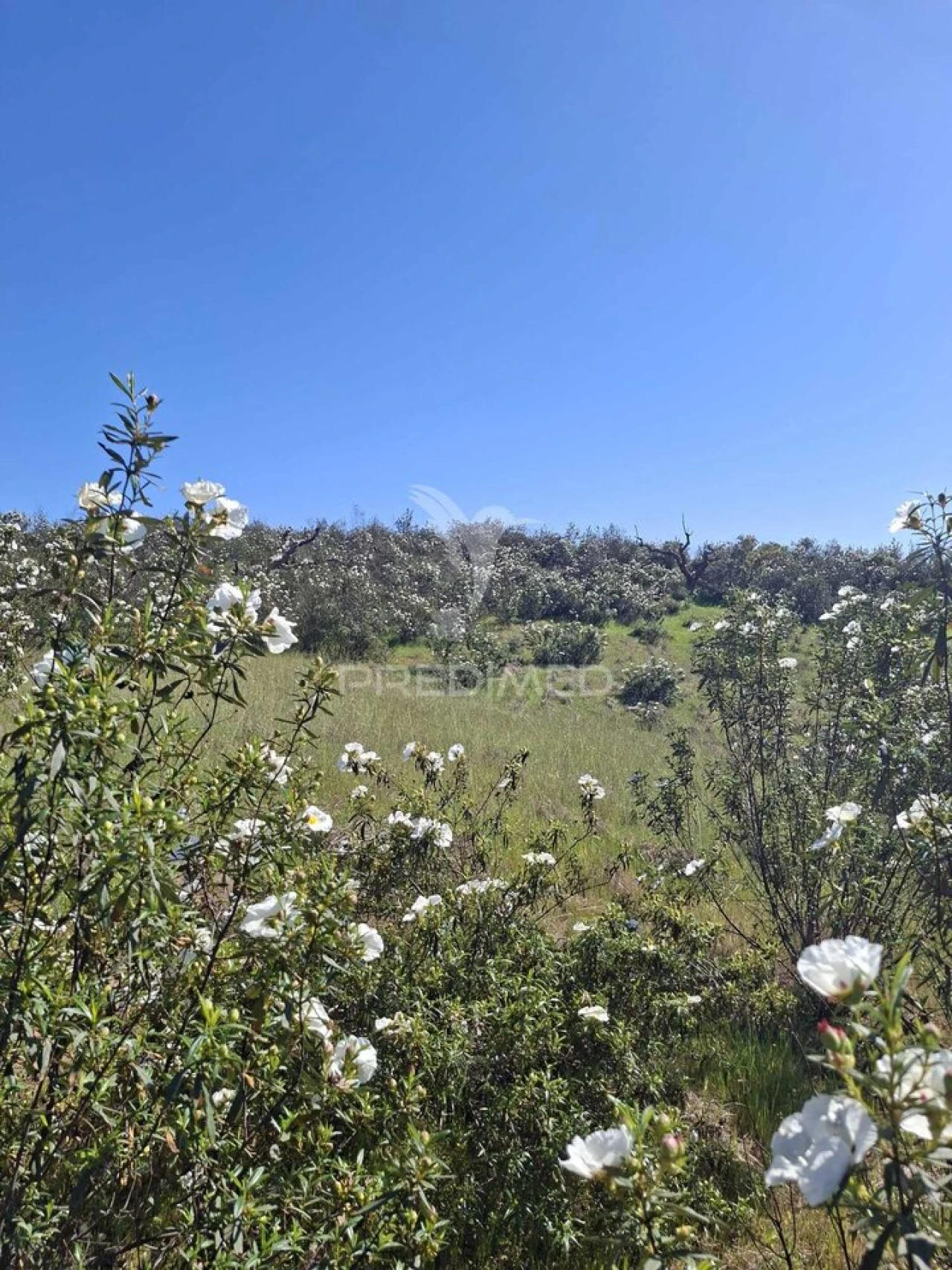 Terreno para Venda em Nossa Senhora da Conceição, São Brás dos Matos, Juromenha Foto 7