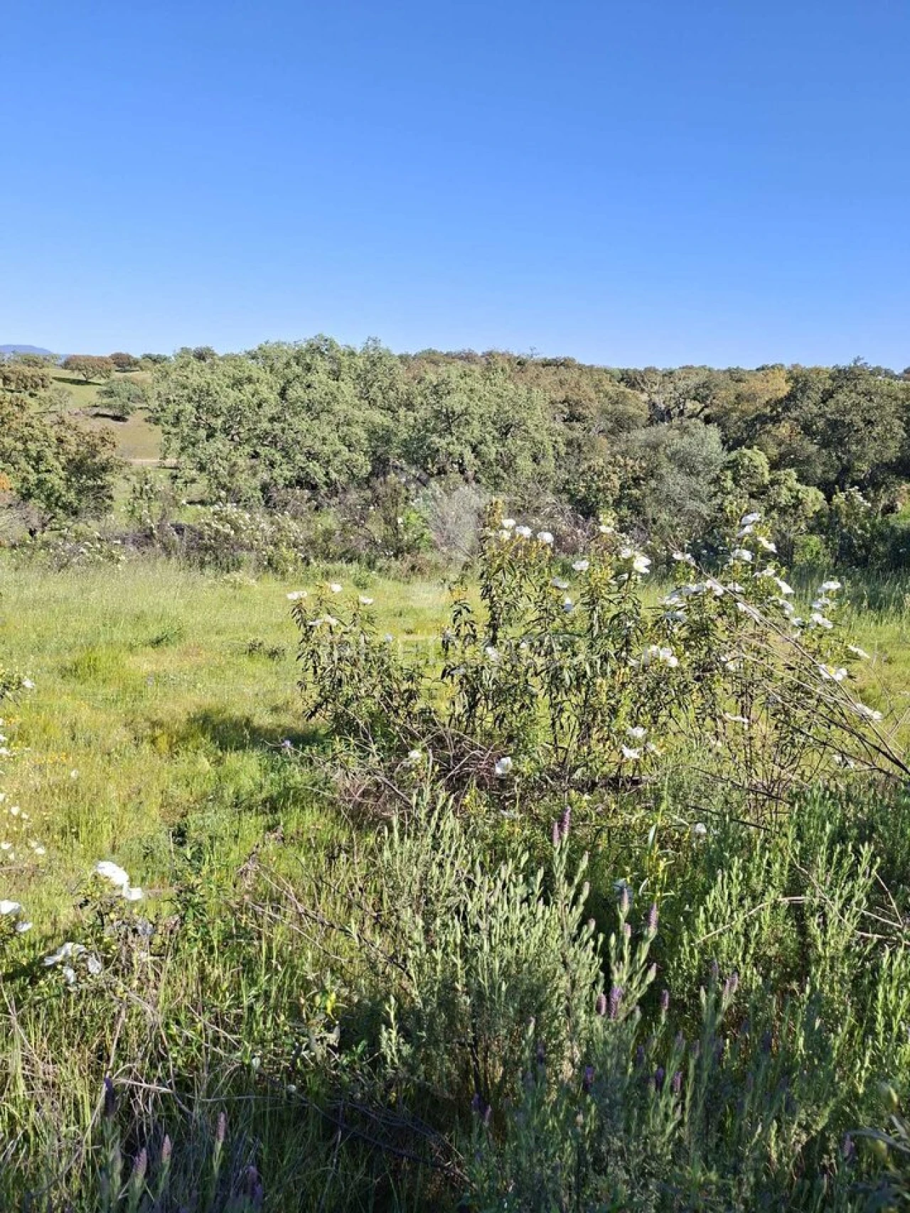 Terreno para Venda em Nossa Senhora da Conceição, São Brás dos Matos, Juromenha Foto 11