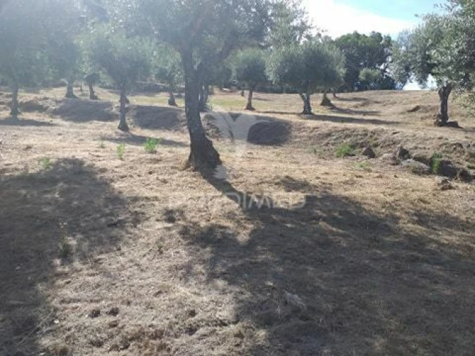 Terreno para Venda em Sé e São Lourenço Foto 7