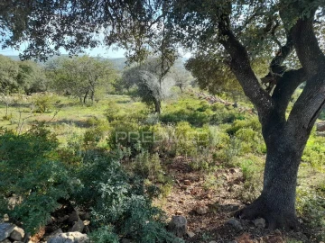Terreno para Venda em Querença, Tôr e Benafim