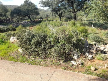 Terreno para Venda em Querença, Tôr e Benafim