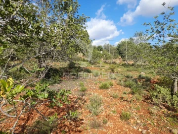 Terreno para Venda em Querença, Tôr e Benafim