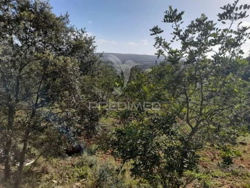 Terreno para Venda em Querença, Tôr e Benafim