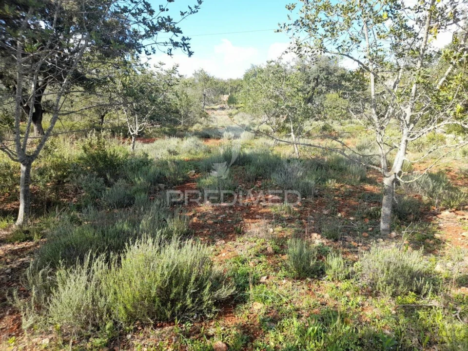 Terreno para Venda em Querença, Tôr e Benafim Foto 5