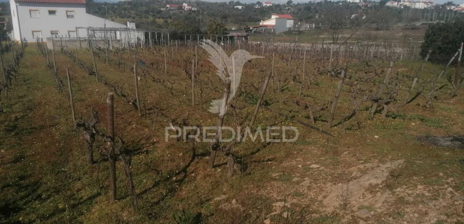 Terreno para Venda em Sé e São Lourenço Foto 5
