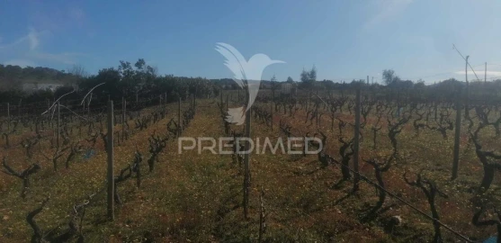 Terreno para Venda em Sé e São Lourenço