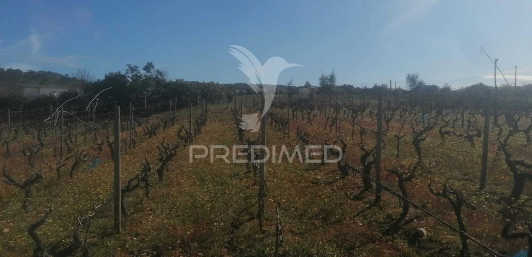 Terreno para Venda em Sé e São Lourenço Foto 2