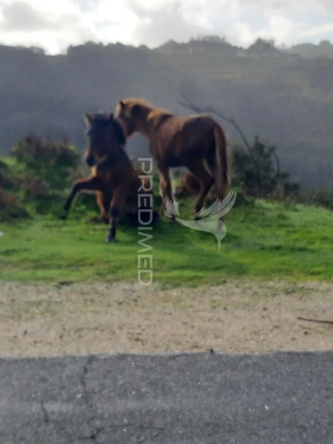 Terreno para Venda em Ribeira do Neiva