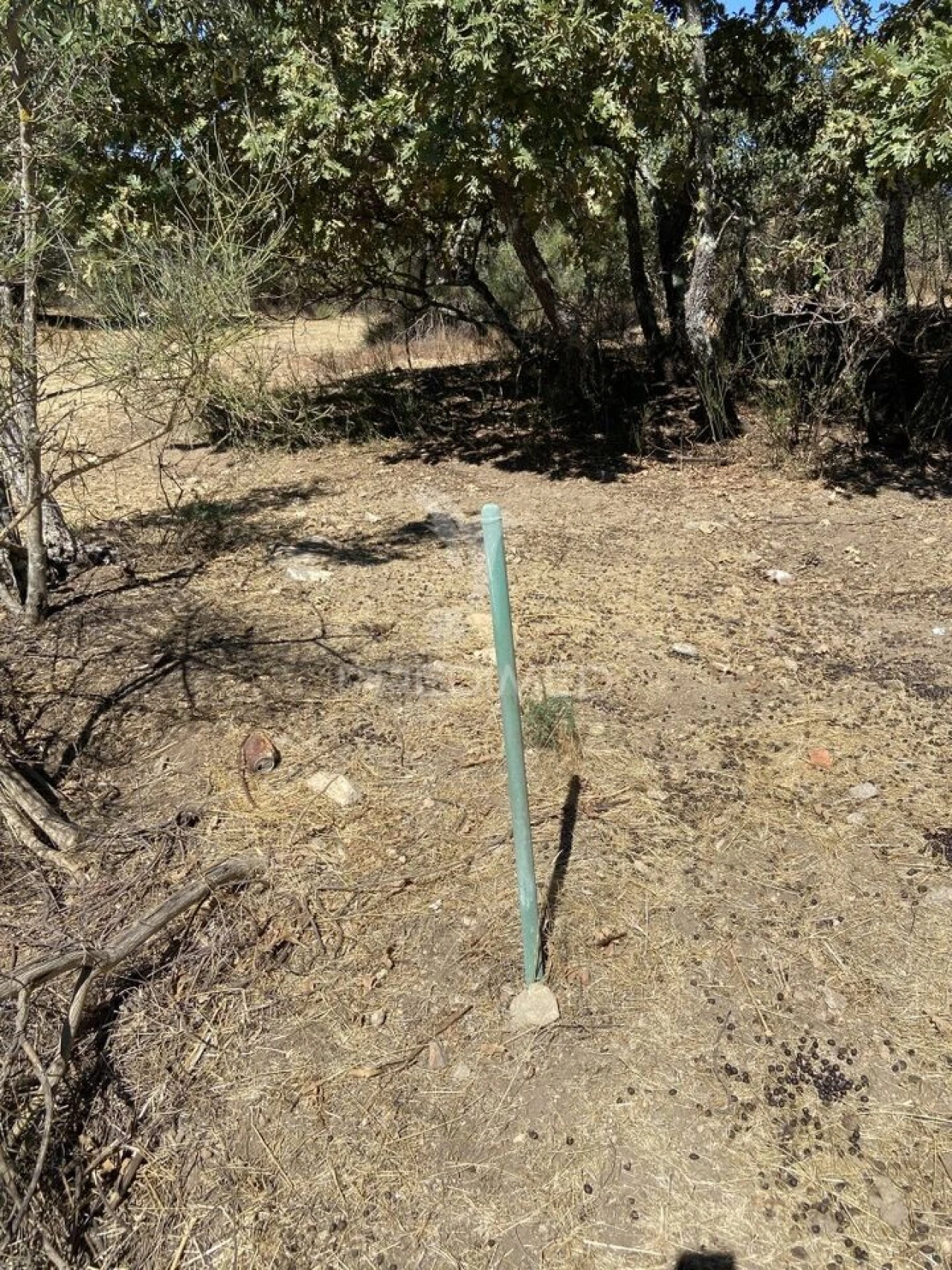 Terreno para Venda em Sé e São Lourenço Foto 8