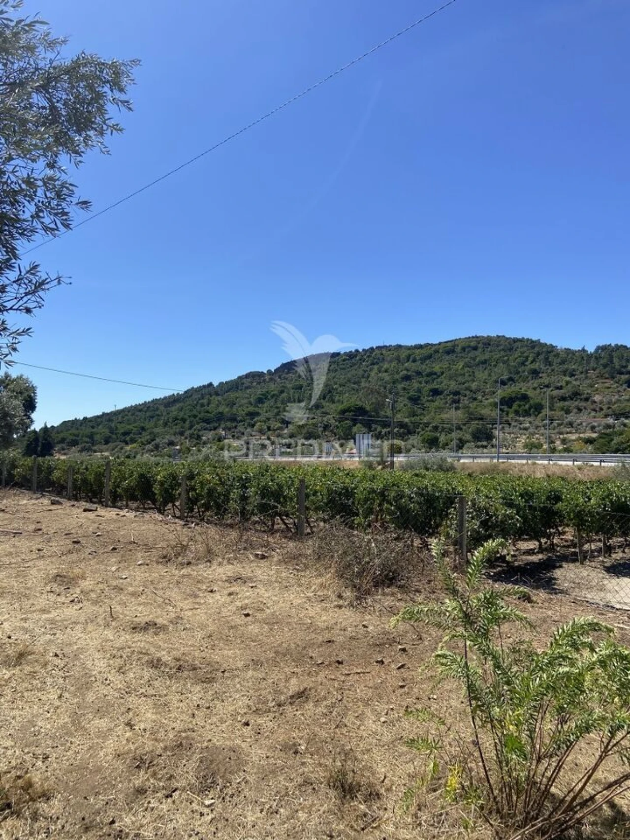 Terreno para Venda em Sé e São Lourenço Foto 21