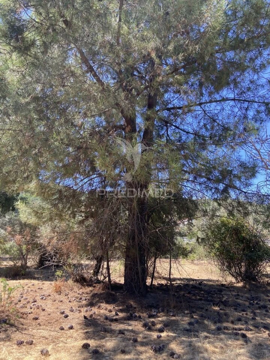 Terreno para Venda em Sé e São Lourenço Foto 12