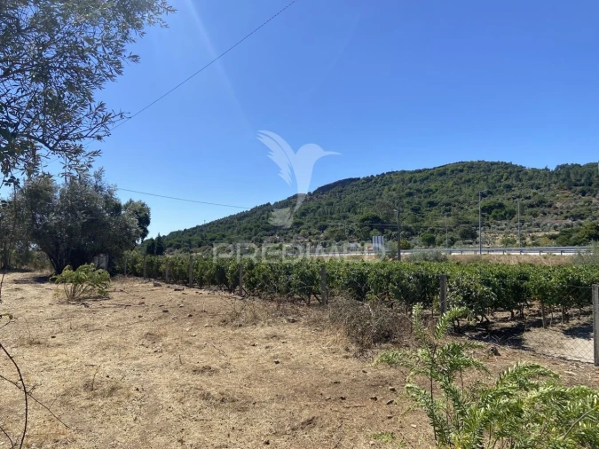 Terreno para Venda em Sé e São Lourenço Foto 2