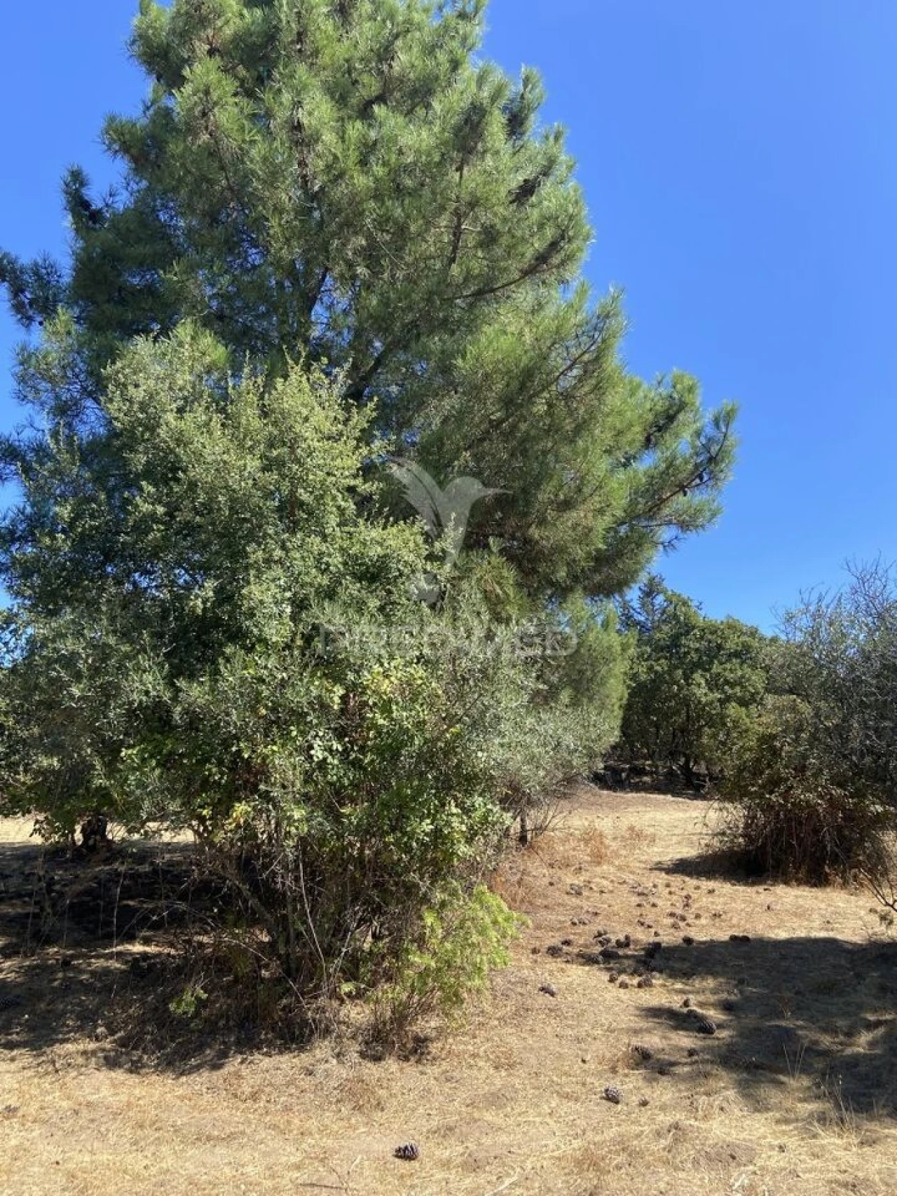 Terreno para Venda em Sé e São Lourenço Foto 23