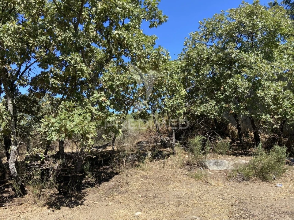 Terreno para Venda em Sé e São Lourenço Foto 9