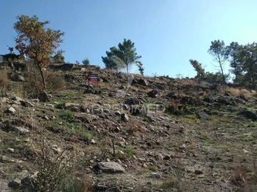 Terreno para Venda em Adoufe e Vilarinho de Samardã