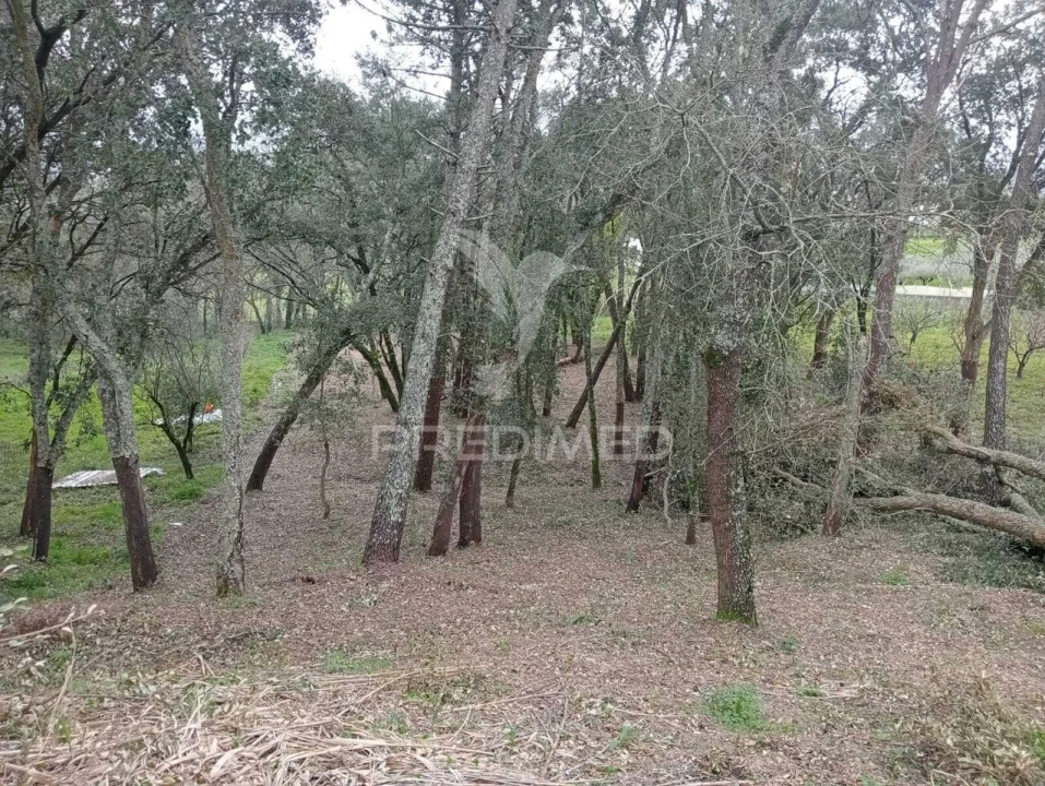 Terreno para Venda em Porto de Mós - São João Baptista e São Pedro Foto 12