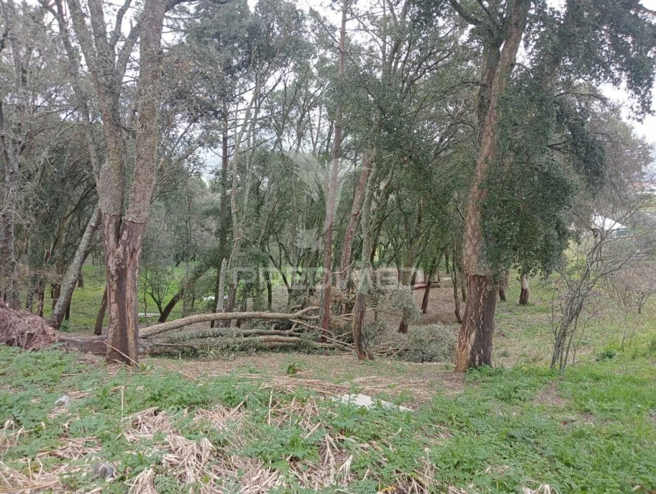 Terreno para Venda em Porto de Mós - São João Baptista e São Pedro Foto 11