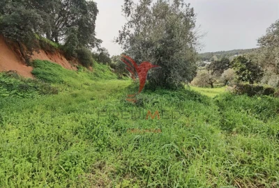 Terreno para Venda em Alcanena e Vila Moreira