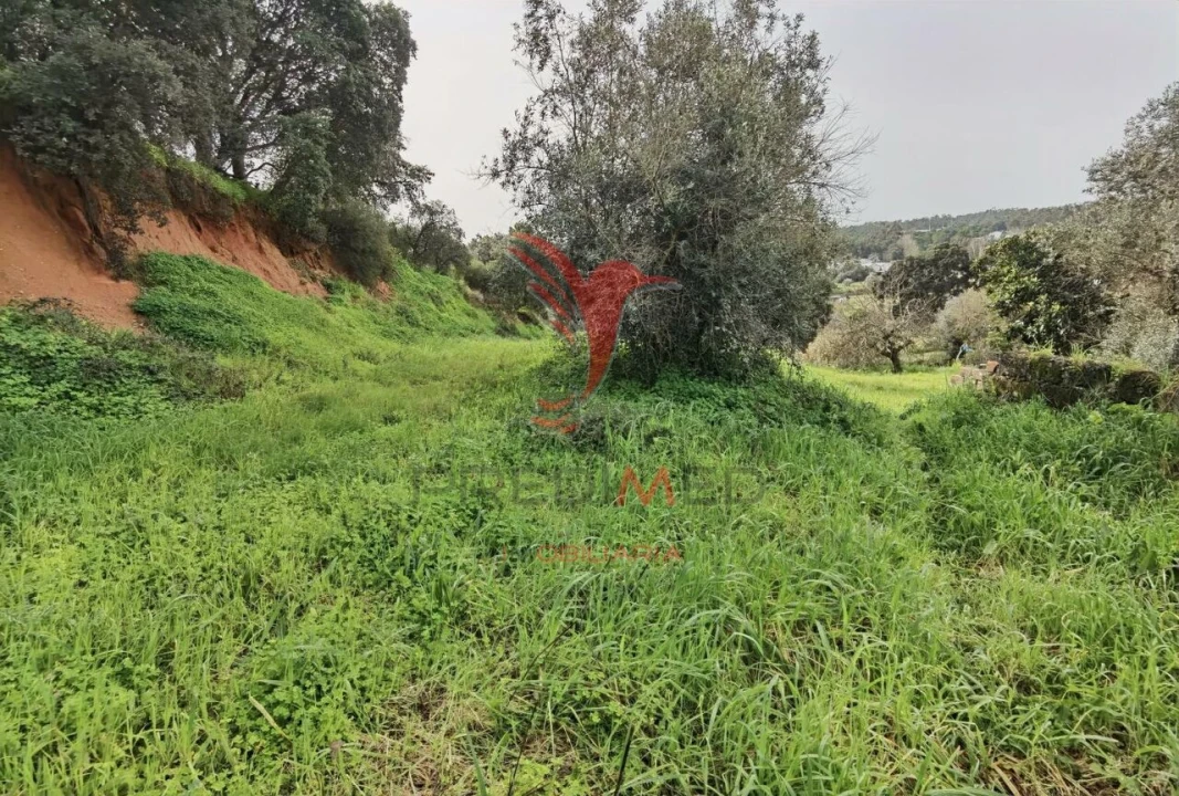 Terreno para Venda em Alcanena e Vila Moreira Foto 12