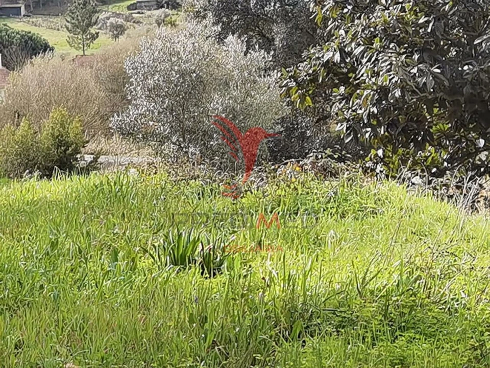 Terreno para Venda em Alcanena e Vila Moreira Foto 13