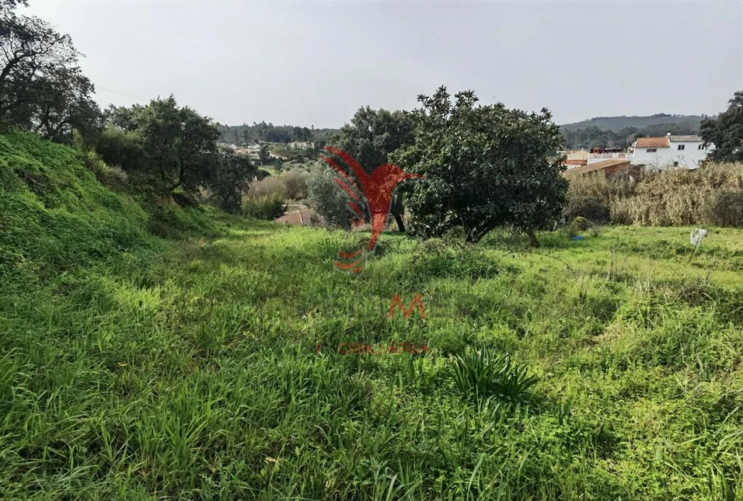 Terreno para Venda em Alcanena e Vila Moreira Foto 14