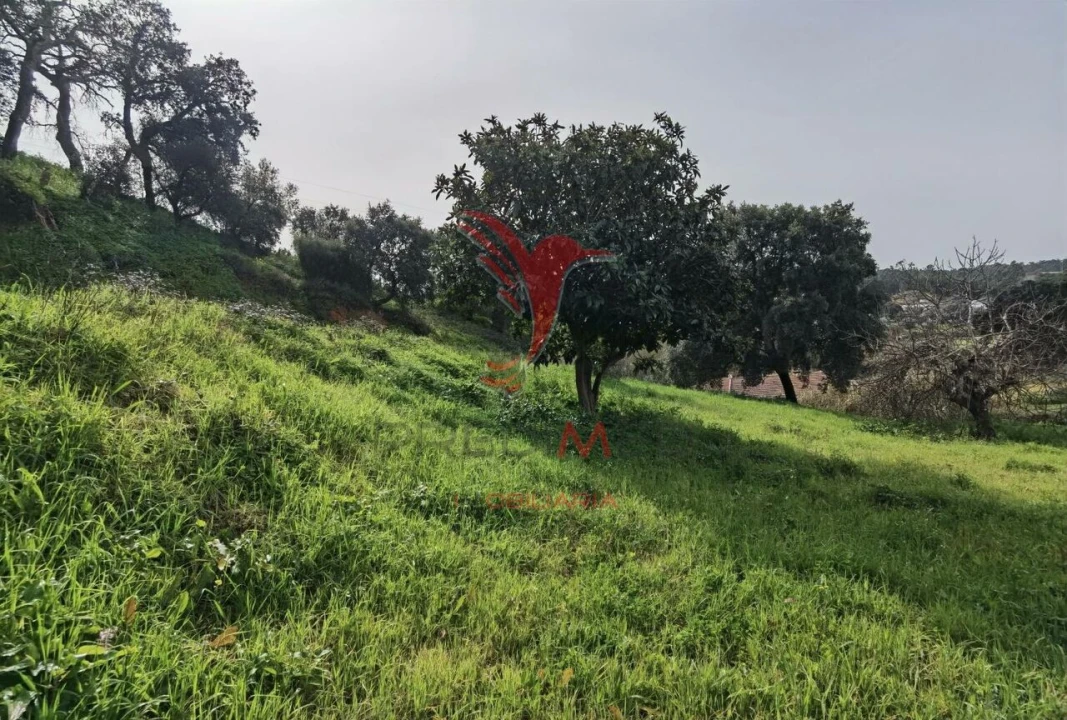 Terreno para Venda em Alcanena e Vila Moreira Foto 9