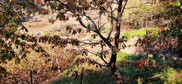 Terreno para Venda em Louredo e Fornelos