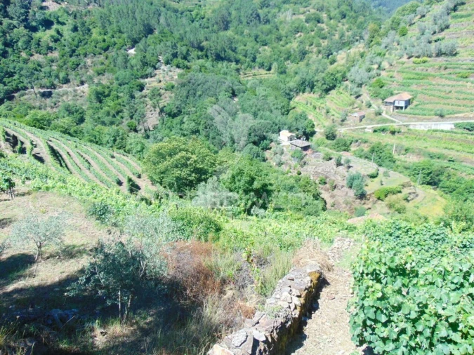 Terreno para Venda em Louredo e Fornelos Foto 4