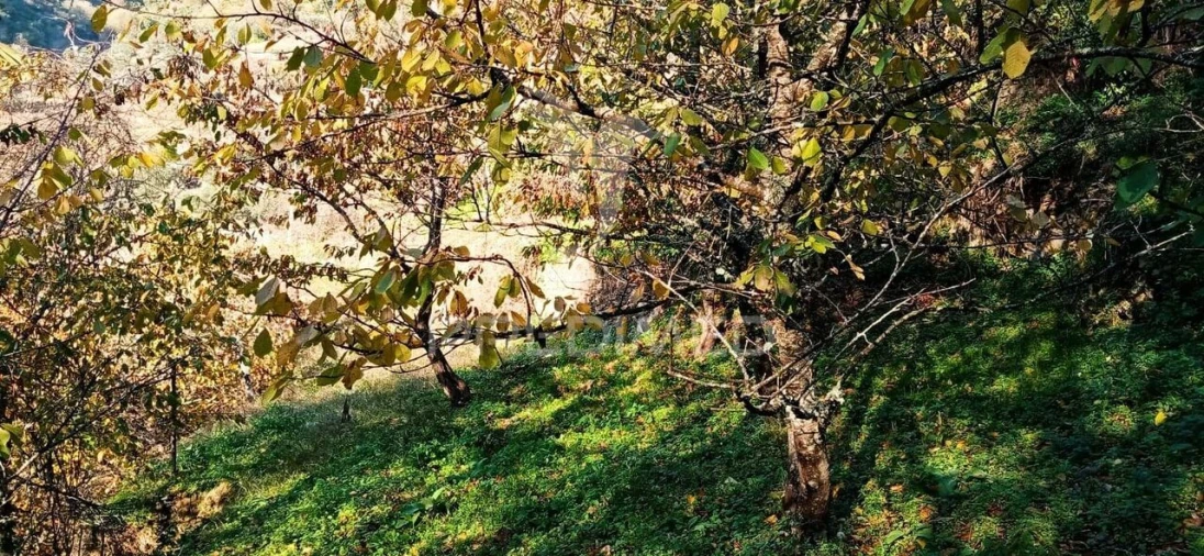 Terreno para Venda em Louredo e Fornelos Foto 17