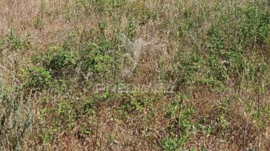 Terreno para Venda em Sé e São Lourenço
