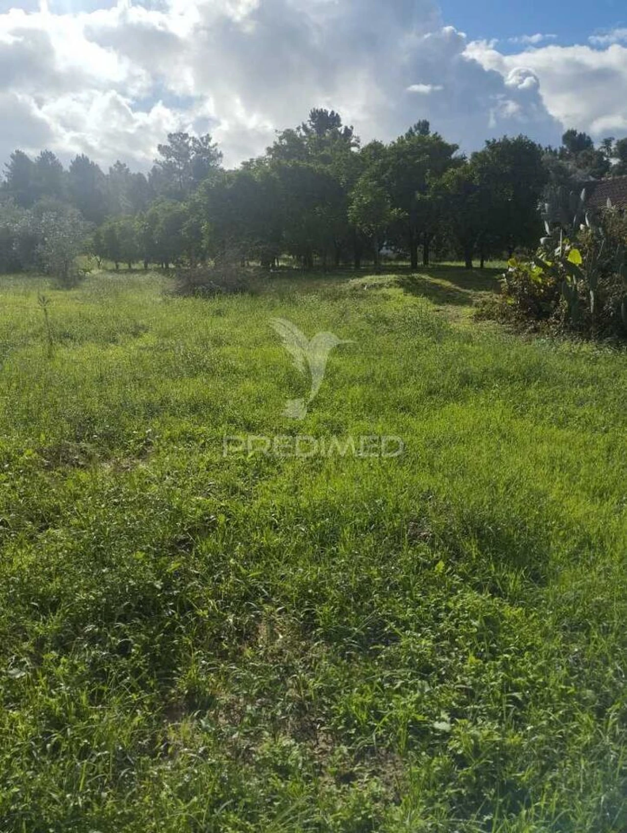 Terreno para Venda em Chamusca e Pinheiro Grande Foto 3