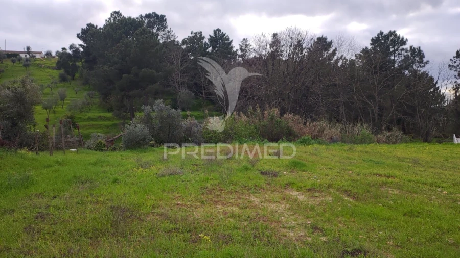 Terreno para Venda em Chamusca e Pinheiro Grande Foto 17