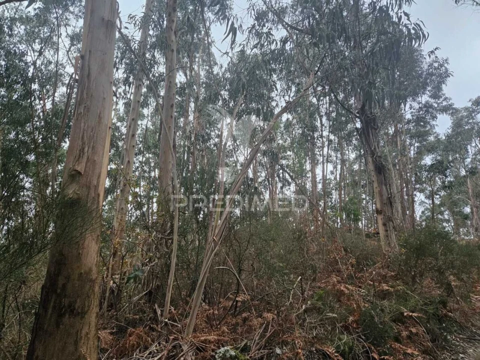 Terreno para Venda em Moreira do Rei e Várzea Cova Foto 4