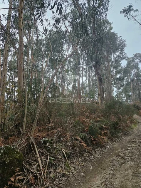 Terreno para Venda em Moreira do Rei e Várzea Cova