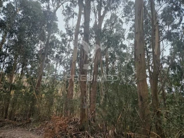 Terreno para Venda em Moreira do Rei e Várzea Cova