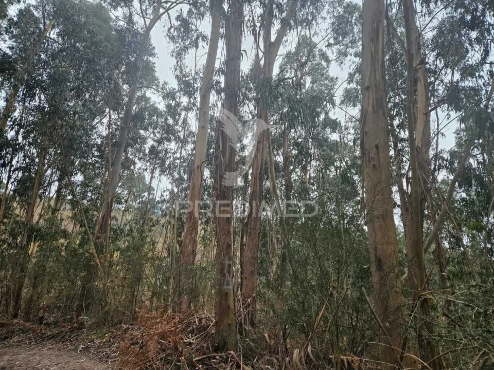 Terreno para Venda em Moreira do Rei e Várzea Cova Foto 1