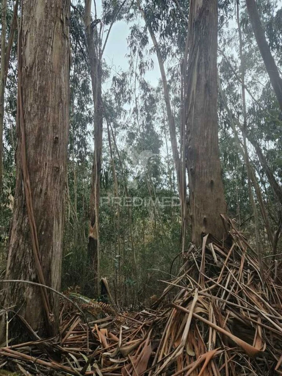 Terreno para Venda em Moreira do Rei e Várzea Cova Foto 2
