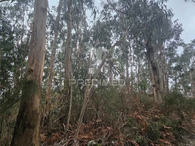Terreno para Venda em Moreira do Rei e Várzea Cova Foto 4