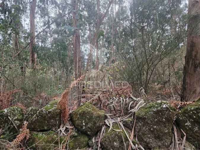 Terreno para Venda em Moreira do Rei e Várzea Cova Foto 5