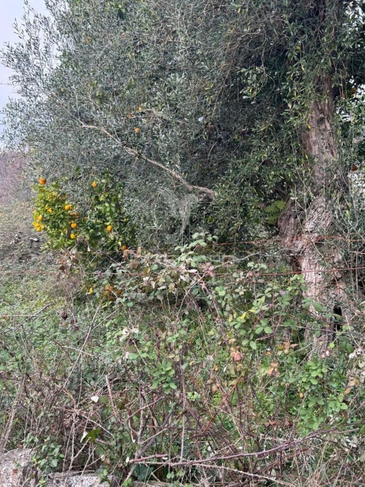 Quinta T3 para Venda em Antime e Silvares (São Clemente) Foto 11