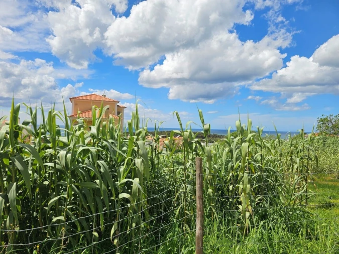 Terreno para Venda em Ericeira Foto 8