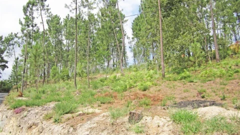 Terreno para Venda em Várzea, Aliviada e Folhada