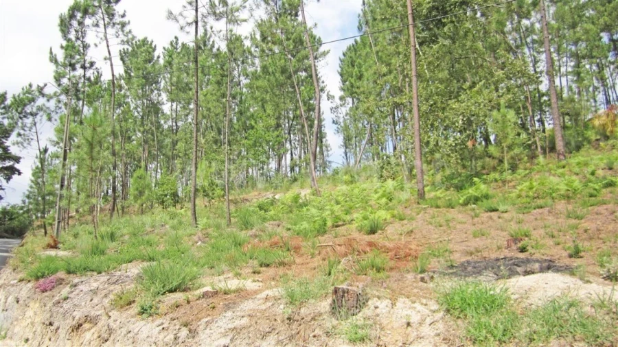 Terreno para Venda em Várzea, Aliviada e Folhada Foto 3