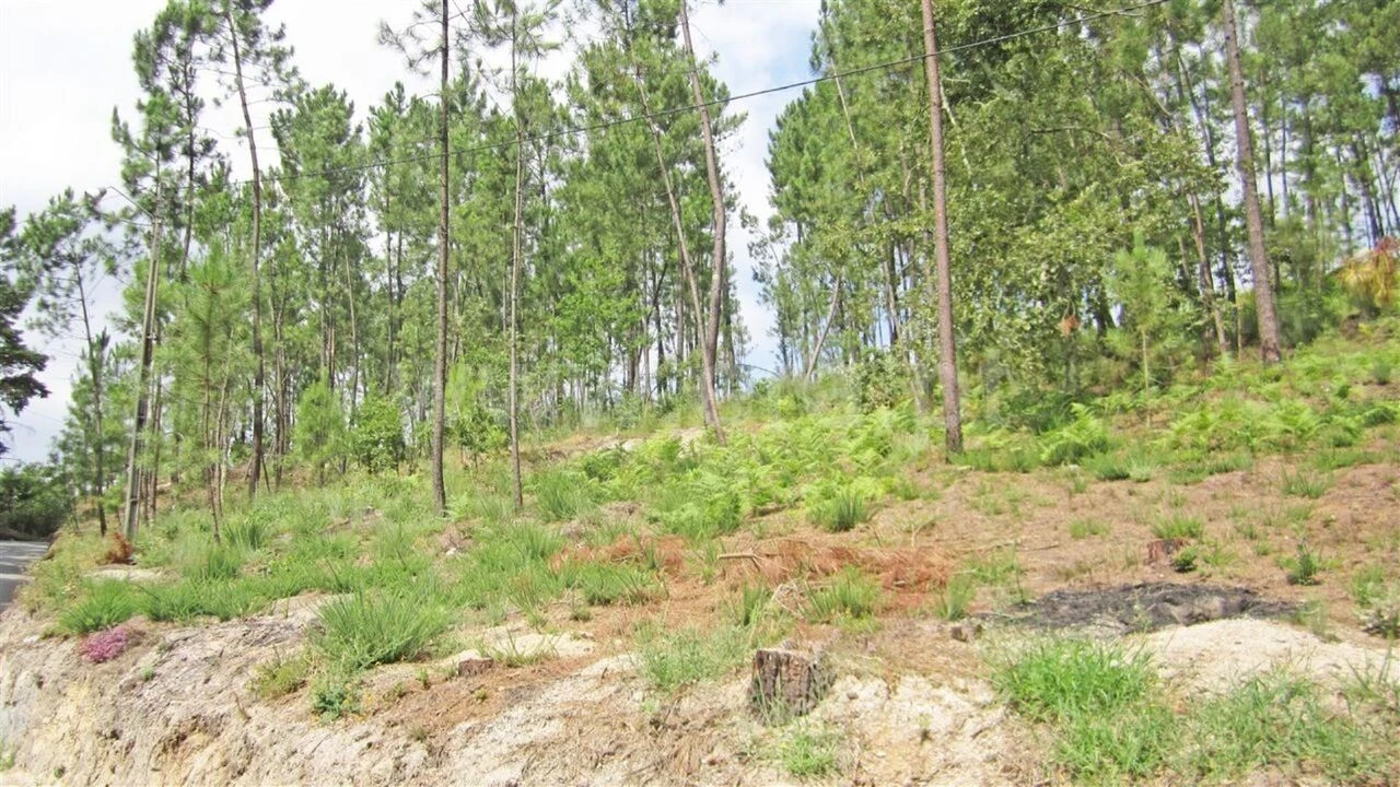 Terreno para Venda em Várzea, Aliviada e Folhada Foto 3