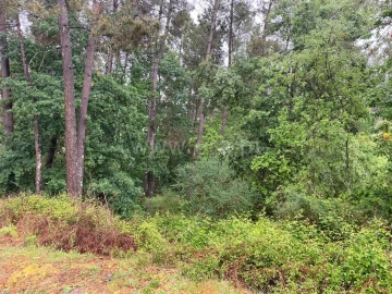 Terreno para Venda em Várzea, Aliviada e Folhada