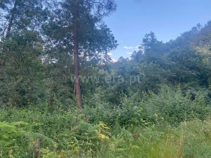 Terreno para Venda em Várzea, Aliviada e Folhada Foto 6